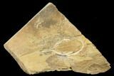 Rare, Olenellus Trilobite From Rome Formation - Alabama #181840-1